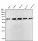 Anti-IRF2 Rabbit Monoclonal Antibody